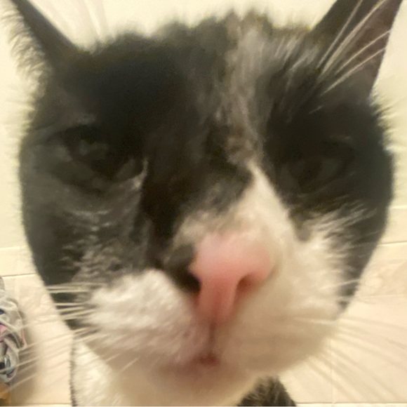mycatsassy09